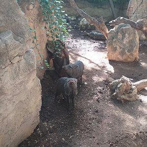 Collared peccary -TerraNatura Benidorm (2021)