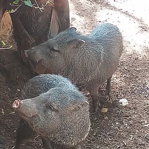 Collared peccary -TerraNatura Benidorm (2021)