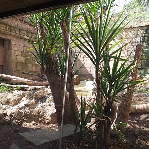 Jaguar exhibit -TerraNatura Benidorm (2021)