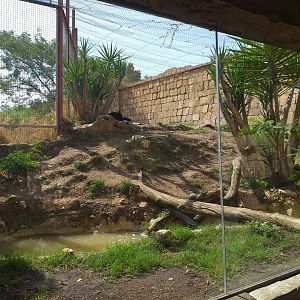 Jaguar exhibit -TerraNatura Benidorm (2021)