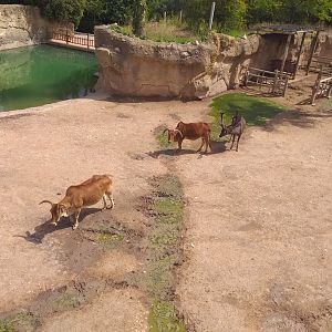 Sambar, Dwarf zebu and Dromedary paddock -TerraNatura Benidorm (2021)