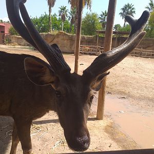 Sambar -TerraNatura Benidorm (2021)