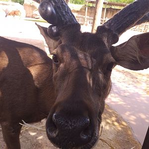 Sambar -TerraNatura Benidorm (2021)