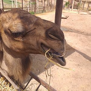Dromedary -TerraNatura Benidorm (2021)