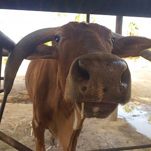 Dwarf zebu -TerraNatura Benidorm (2021)