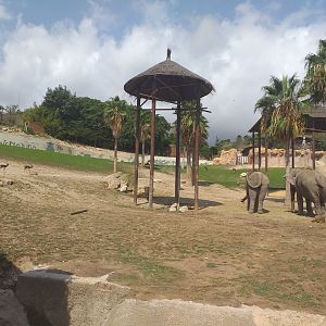 Asian elephant, Barashinga, Blackbuck and Axis exhibit -TerraNatura Benidorm (2021)
