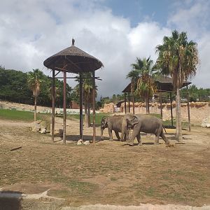 Asian elephant, Barashinga, Blackbuck and Axis exhibit -TerraNatura Benidorm (2021)