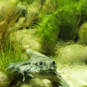 Titicaca water frog