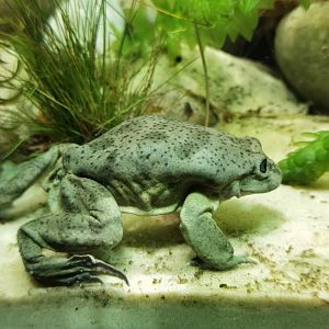 Titicaca water frog