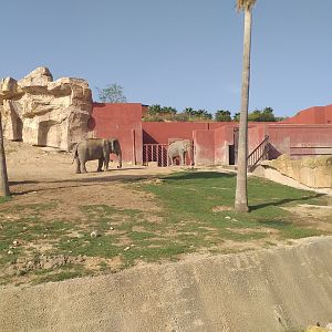 Asian elephant, Barashinga, Blackbuck and Axis exhibit -TerraNatura Benidorm (2021)