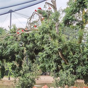 South American Aviary