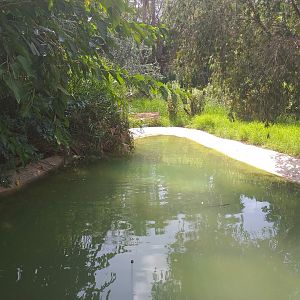 Mallard and Muscovy duck pond -TerraNatura Benidorm (2021)