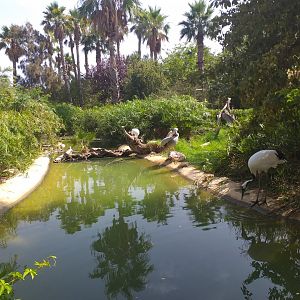 Red-crowned crane and Pink-backed pelican pond -TerraNatura Benidorm (2021)