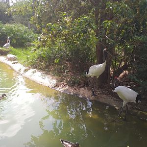 Red-crowned crane and Pink-backed pelican pond -TerraNatura Benidorm (2021)