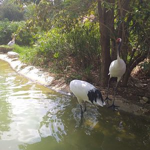 Red-crowned crane and Pink-backed pelican pond -TerraNatura Benidorm (2021)