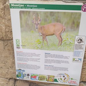 Reeve's muntjac sign -TerraNatura Benidorm (2021)