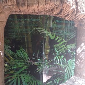 Future or former Pygmy slow loris exhibit -TerraNatura Benidorm (2021)