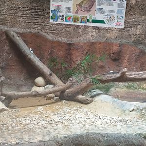 Giant Asian pond turtle exhibit -TerraNatura Benidorm (2021)