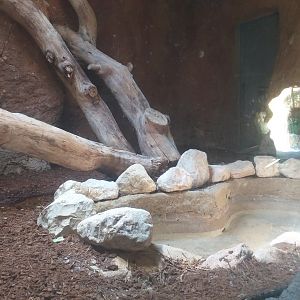 Asian rock python exhibit -TerraNatura Benidorm (2021)