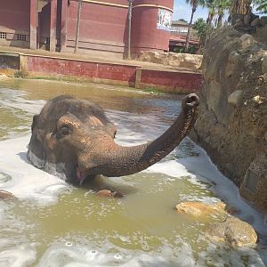 "Kaiso" the Asian elephant -TerraNatura Benidorm (2021)