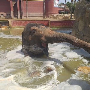 "Kaiso" the Asian elephant -TerraNatura Benidorm (2021)