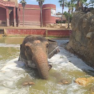 "Kaiso" the Asian elephant -TerraNatura Benidorm (2021)