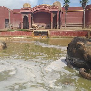 "Kaiso" and "Petita" the Asian elephants -TerraNatura Benidorm (2021)