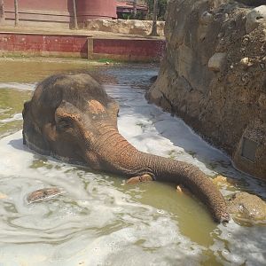 "Kaiso" the Asian elephant -TerraNatura Benidorm (2021)