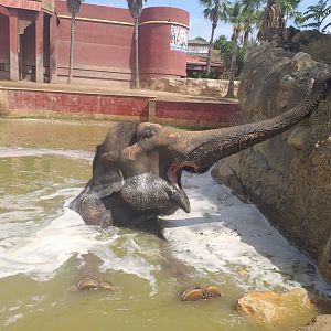 "Kaiso" the Asian elephant -TerraNatura Benidorm (2021)