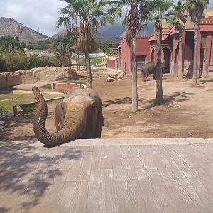 Asian elephant exhibit -TerraNatura Benidorm (2021)