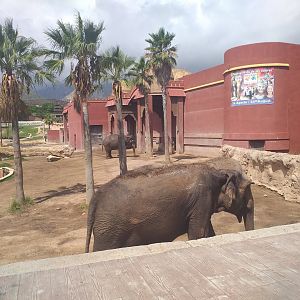 Asian elephant exhibit -TerraNatura Benidorm (2021)