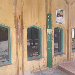 King cobra exhibit -TerraNatura Benidorm (2021)