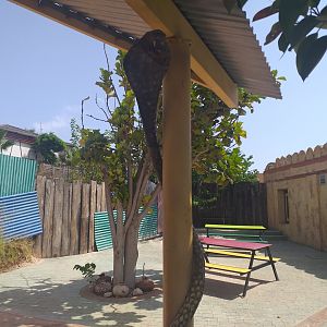 King cobra themeing -TerraNatura Benidorm (2021)