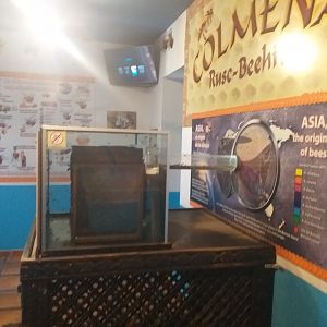 European honey bee exhibit -TerraNatura Benidorm (2021)