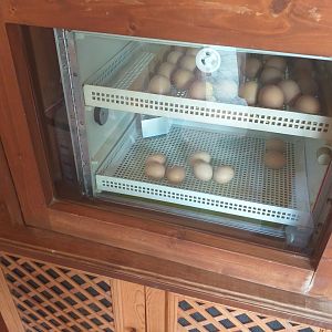 Incubator -TerraNatura Benidorm (2021)