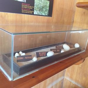 Egg types -TerraNatura Benidorm (2021)