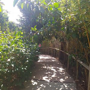 Road to the clouded leopard temple -TerraNatura Benidorm (2021)