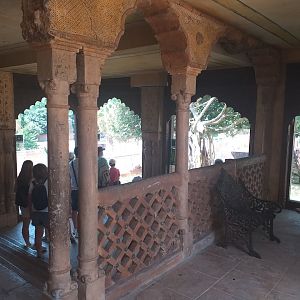 Clouded leopard temple -TerraNatura Benidorm (2021)