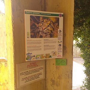 Indochinese clouded leopard sign -TerraNatura Benidorm (2021)