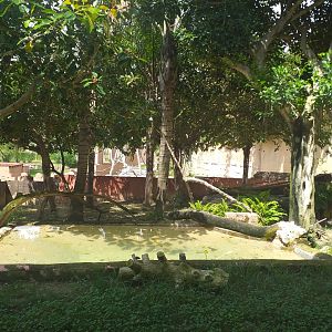 Indochinese clouded leopard exhibit -TerraNatura Benidorm (2021)