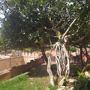 Indochinese clouded leopard exhibit -TerraNatura Benidorm (2021)