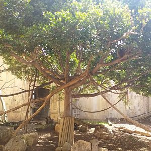 White-handed gibbon and Indian crested porcupine exhibit -TerraNatura Benidorm (2021)