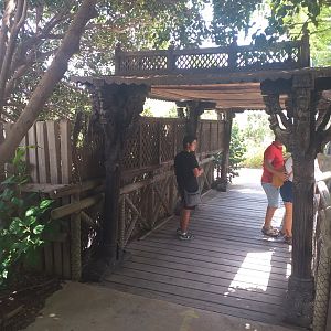 Asiatic lion viewing area -TerraNatura Benidorm (2021)