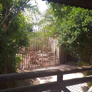 Asiatic lion exhibit -TerraNatura Benidorm (2021)