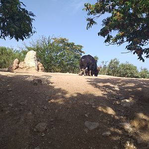Indian gaur, Nilgai, Axis and Domestic yak exhibit -TerraNatura Benidorm (2021)