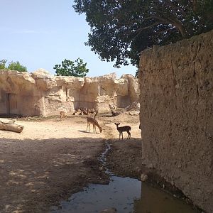 Indian gaur, Nilgai, Axis and Domestic yak exhibit -TerraNatura Benidorm (2021)