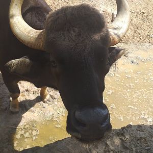 Indian gaur -TerraNatura Benidorm (2021)