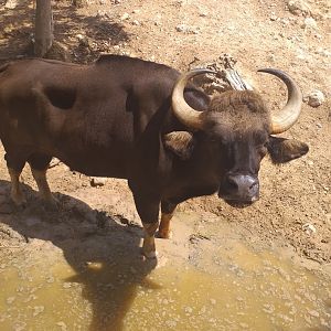 Indian gaur -TerraNatura Benidorm (2021)