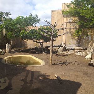 Asiatic lion exhibit -TerraNatura Benidorm (2021)