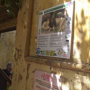 Asiatic lion sign -TerraNatura Benidorm (2021)